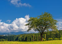 Blick zur Hornisgrinde